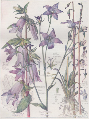 Nettle-leaved Bellflower, Spreading Bellflower, Water Lobelia